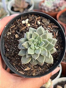 Graptoveria hermes