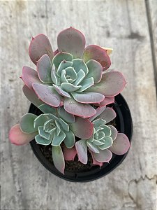 Echeveria raindrops híbrida (colônia)