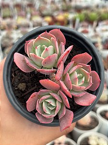 Echeveria raindrops híbrida (colônia)