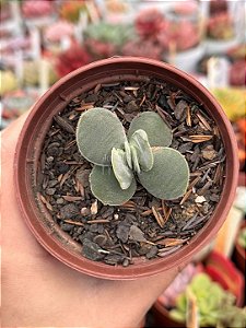 Crassula dúbia