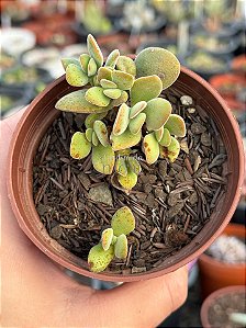 Crassula ausensis ssp