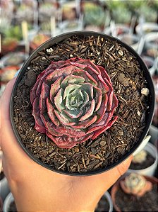 Echeveria Beyonce rainbow reversa