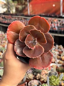 Echeveria champagne purple G
