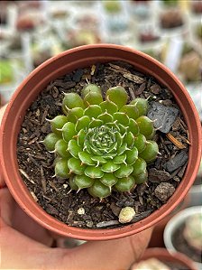 Echeveria iona
