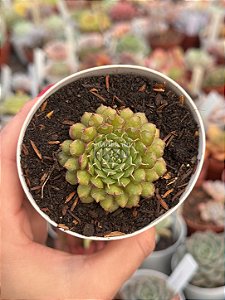 Echeveria iona