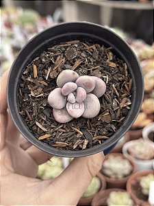 Graptopetalum amethystinum (pouca raiz)