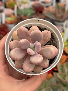 Graptopetalum amethystinum