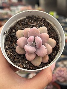 Graptopetalum amethystinum M (pouca raiz)