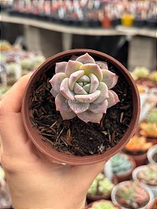 Graptoveria milky way