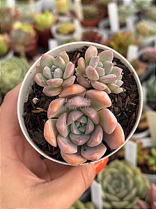 Graptoveria milky way