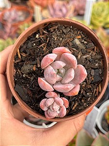 Graptoveria milky way