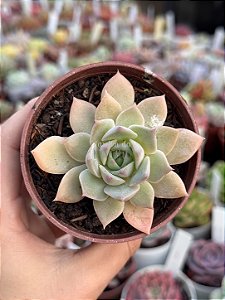 Echeveria van breen