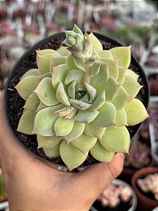 Echeveria van breen
