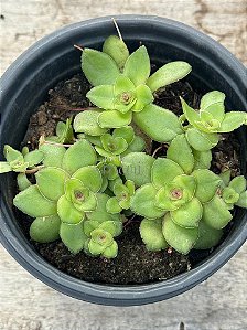 Crassula orbicularis