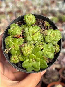 Crassula orbicularis
