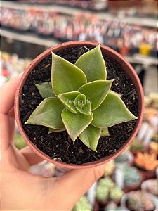 Echeveria rubella