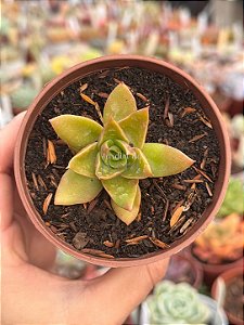 Echeveria rubella