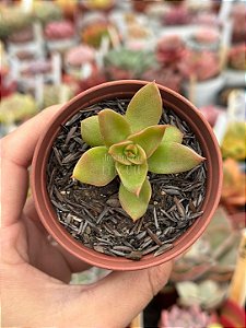 Echeveria rubella