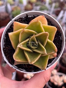 Echeveria rubella