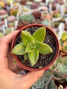 Echeveria rubella