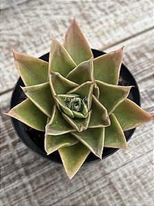 Echeveria rubella