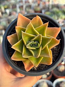 Echeveria rubella