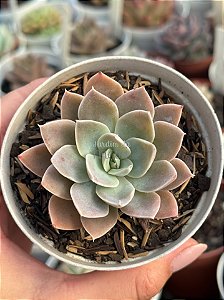 Echeveria sumi-e