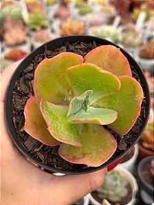 Echeveria híbrida M10 (sem raiz)