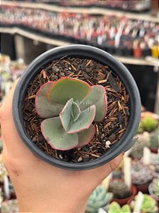 Echeveria gigantea