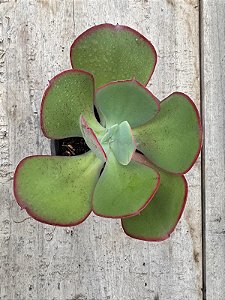 Echeveria gigantea