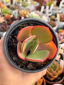Echeveria gigantea (sem raiz)
