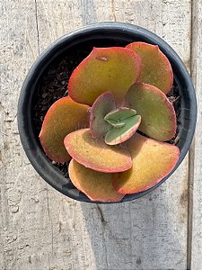 Echeveria ice age reversa