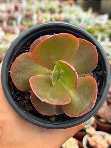 Echeveria ice age reversa
