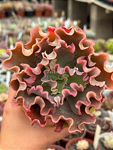 Echeveria corralium G (sem raiz)