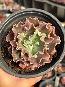 Echeveria corralium G