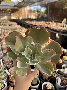 Echeveria chantilly shaviana green mint variegata