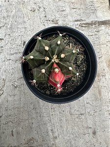 Gymnocalycium mihanovichii 03