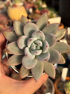 Echeveria star snow