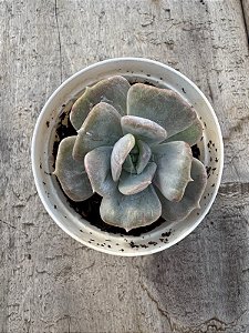 Echeveria pink flamingo
