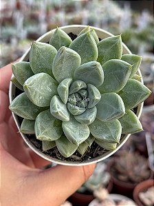 Echeveria night cloud (by Suculentia)