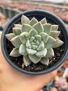 Echeveria night cloud (by Suculentia)