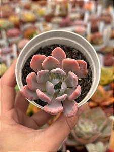 Pachyveria albocarinata