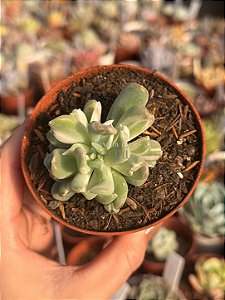 Pachyveria albocarinata variegata