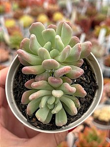 Pachyveria albocarinata variegata