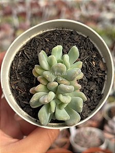 Pachyveria albocarinata variegata