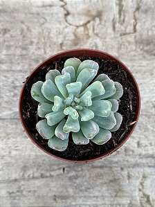 Pachyveria albocarinata variegata
