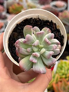 Pachyveria albocarinata variegata