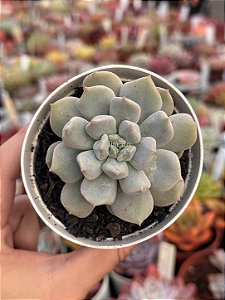 Echeveria super milk