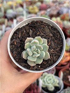 Echeveria super milk