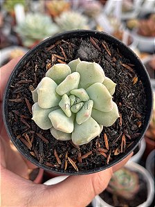 Echeveria peony